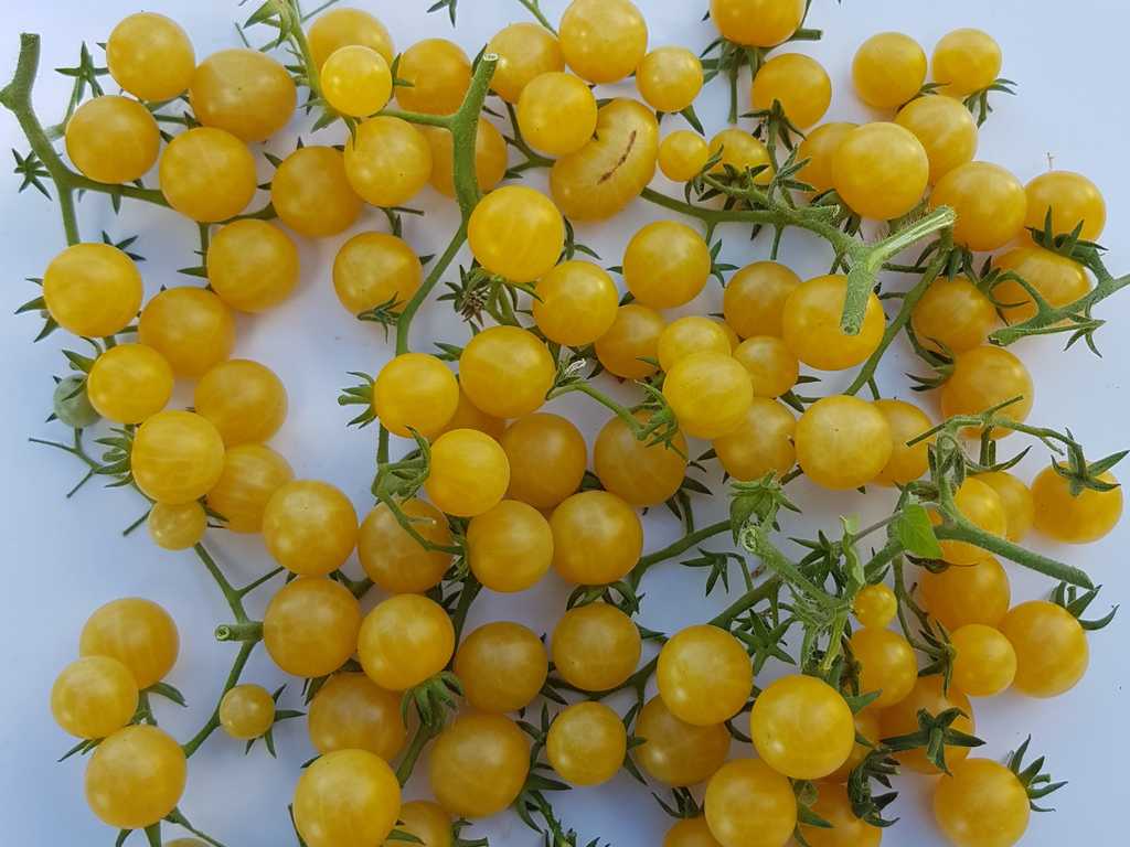 Reinhard Kraft Goldkirsche tomat